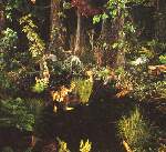 Lechie.jpg 82&nbsp;985 bytes